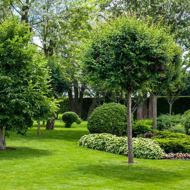 Jardín cuidado por Xardíns Noya, empresa de jardinería en Santiago